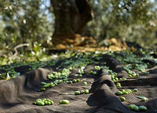 oliwki harvest 