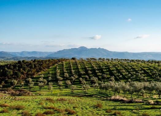Quinta de sao braz 